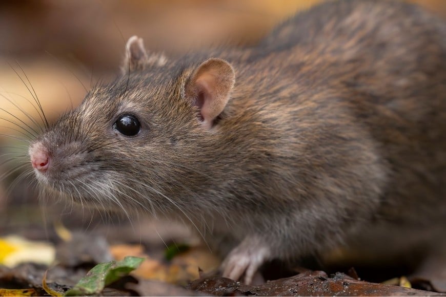 La muerte de Mía Rodríguez marcó la cuarta víctima fatal por hantavirus en la provincia