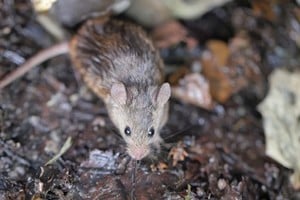 Hantavirosis, una zoonosis de alta gravedad que en la temporada actual presenta un escenario de brote