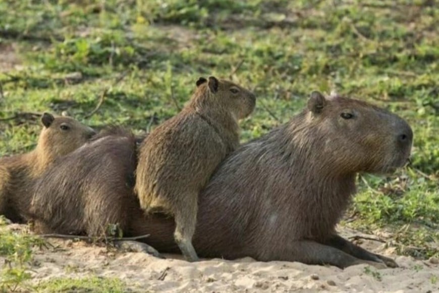 El operativo no  fue bien recibido por los protectores.