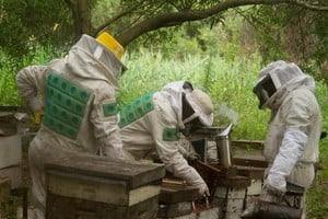 Altas temperaturas: claves para evitar el derretimiento de las colmenas