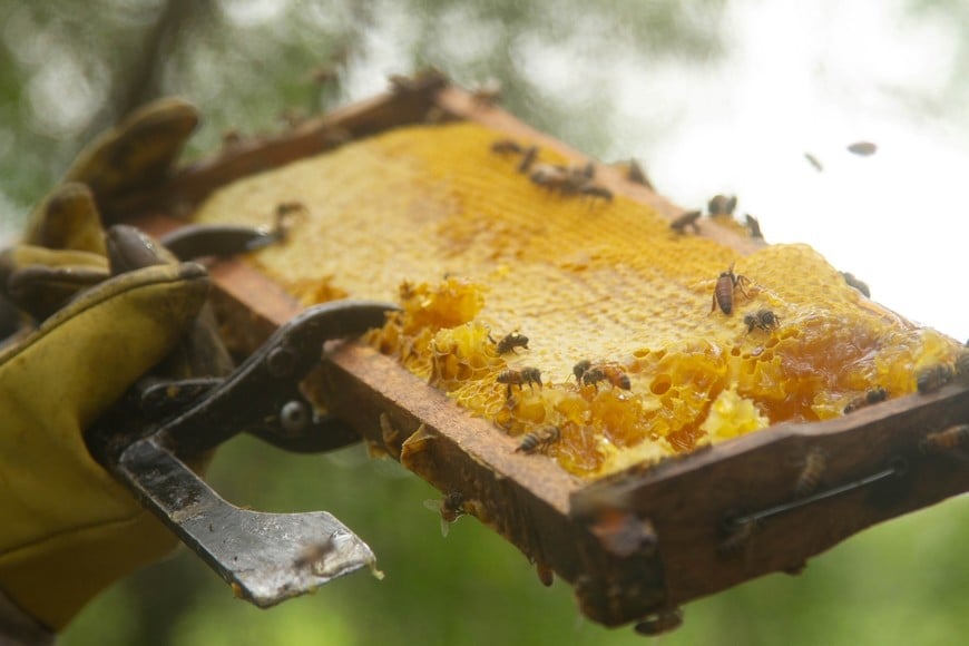 Altas temperaturas: claves para evitar el derretimiento de las colmenas