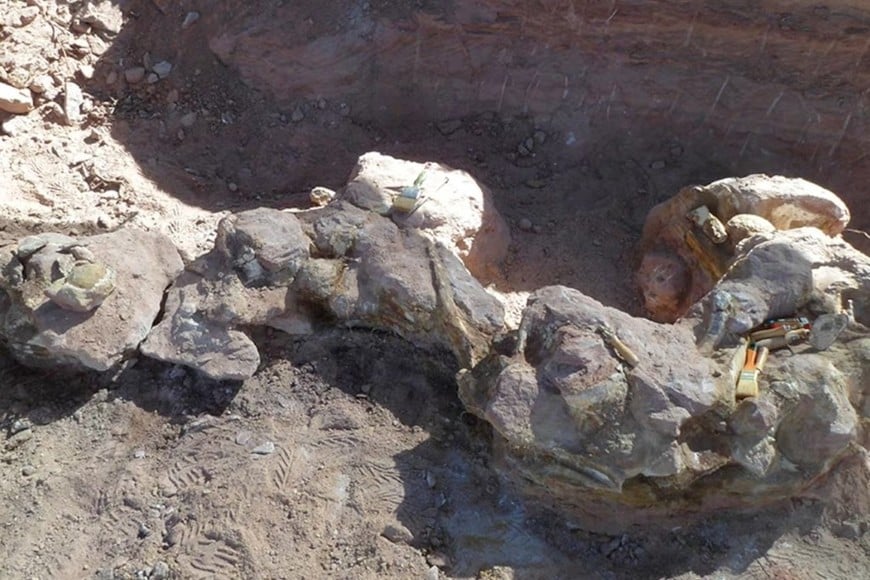 Las vértebras y huesos fueron trasladados en grúa por su gran tamaño.