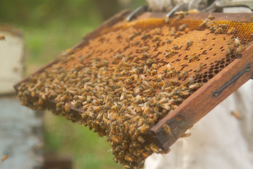 Altas temperaturas: claves para evitar el derretimiento de las colmenas
