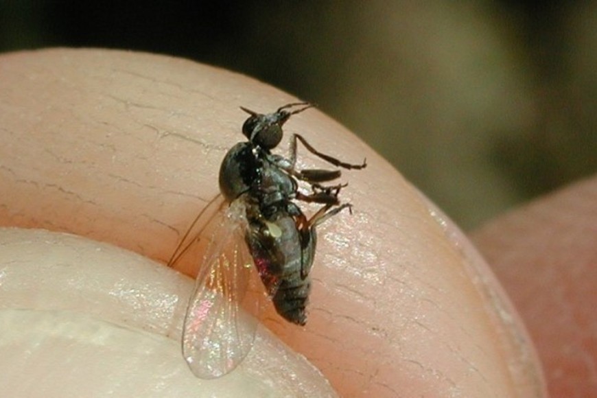 Se trata de un artrópodo hematófago que reaparece cada año cuando se combinan ciertas condiciones ambientales.
