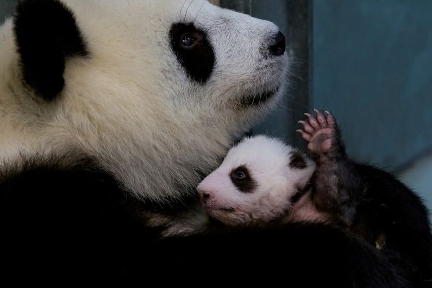 A handout photo shows female Chinese panda bear Meng Meng with one of the panda twins at Zoo Berlin, Germany, October 24, 2019. Picture taken October 24, 2019. Berlin Zoo/Handout via REUTERS ATTENTION EDITORS - THIS IMAGE WAS PROVIDED BY A THIRD PARTY. NO RESALES. NO ARCHIVES. MANDATORY CREDIT.     TPX IMAGES OF THE DAY
