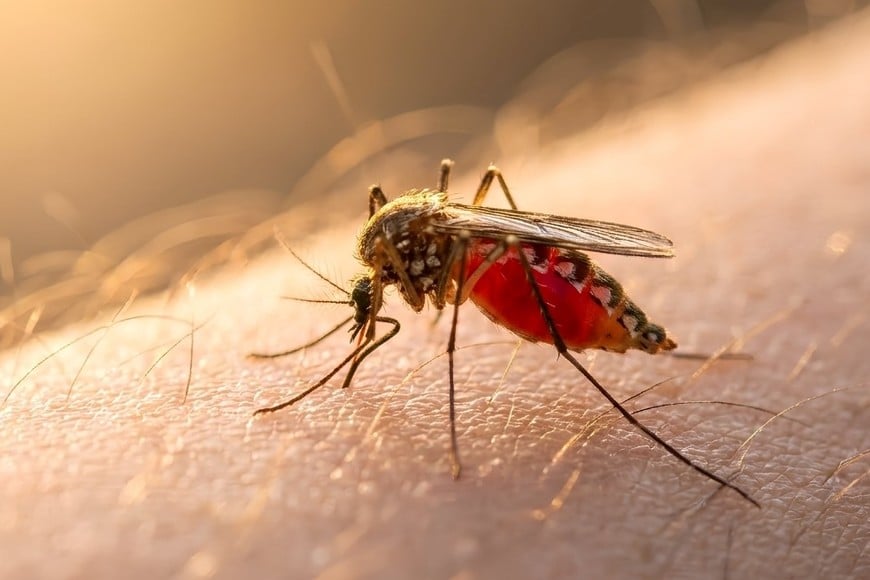 El mosquito Aedes aegypti está presente en más de 35 barrios de la ciudad