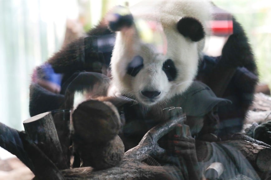 Chinese female panda bear Meng Meng is pictured in a compound at the zoo in Berlin, Germany, August 14, 2019. REUTERS/Fabrizio Bensch