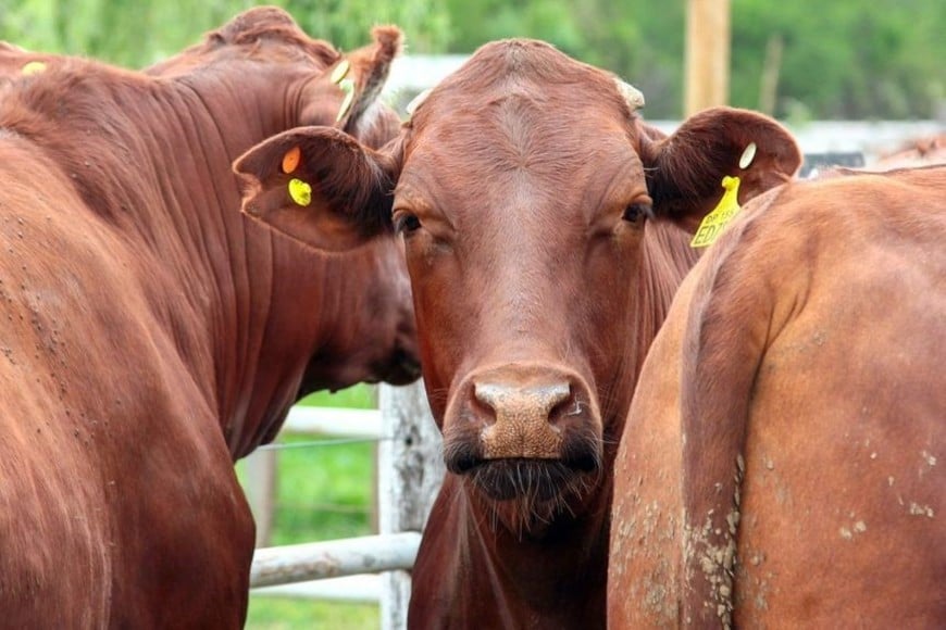 La demanda actuó con mucha solidez lográndose precios muy parecidos a diciembre del 2025 que finalizó a toda orquesta