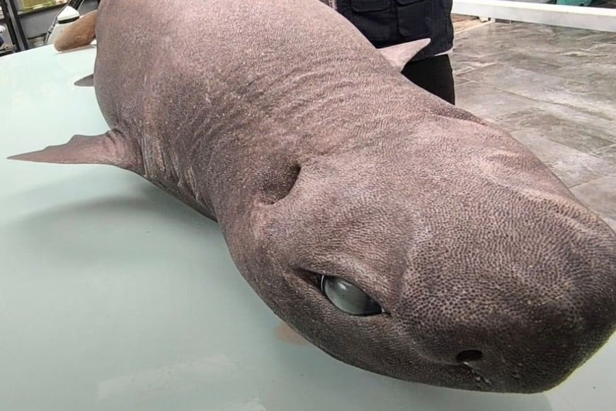 El ejemplar hallado en la playa de Luarca era una hembra en proceso de ovulación.