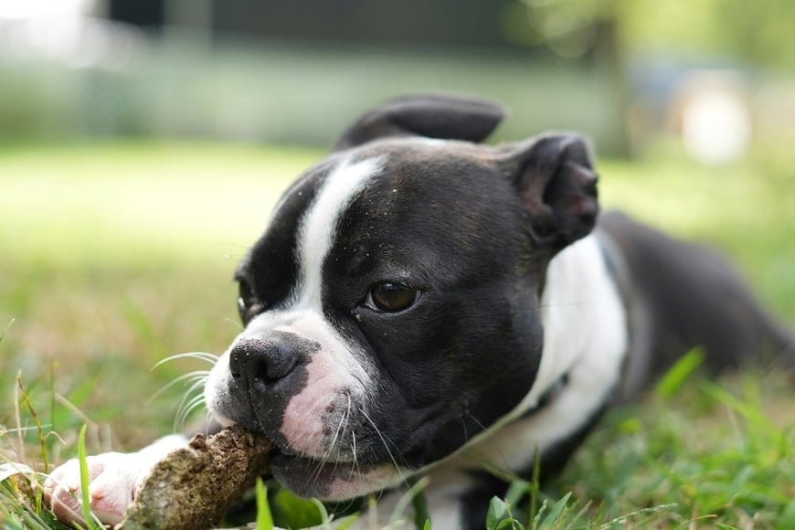 La sombra y el descanso ayudan a prevenir cuadros de riesgo.
