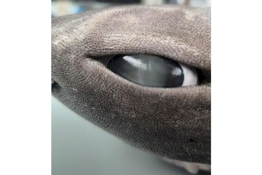 Los tiburones foca normalmente viven en condiciones extremas en regiones de oscuridad total.