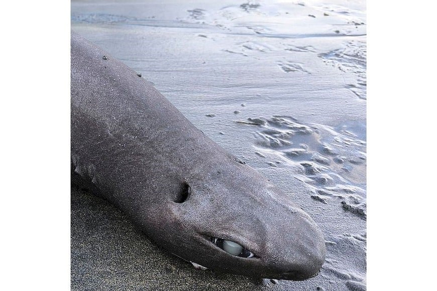 En el periodo de gestación, las hembras suelen permanecer en capas menos hondas.
