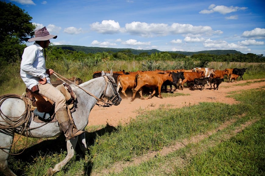 Cattle destined for export stand in a corral, as top officials of the European Union and the South American bloc Mercosur are about to make history with the signing of a free trade agreement over the weekend, ending 25 years of negotiations between them, in Pirayu, Paraguay, January 15, 2026. REUTERS/Cesar Olmedo