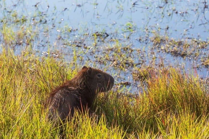 El fallo ordenó revisar las medidas aplicadas sobre la fauna del lugar.