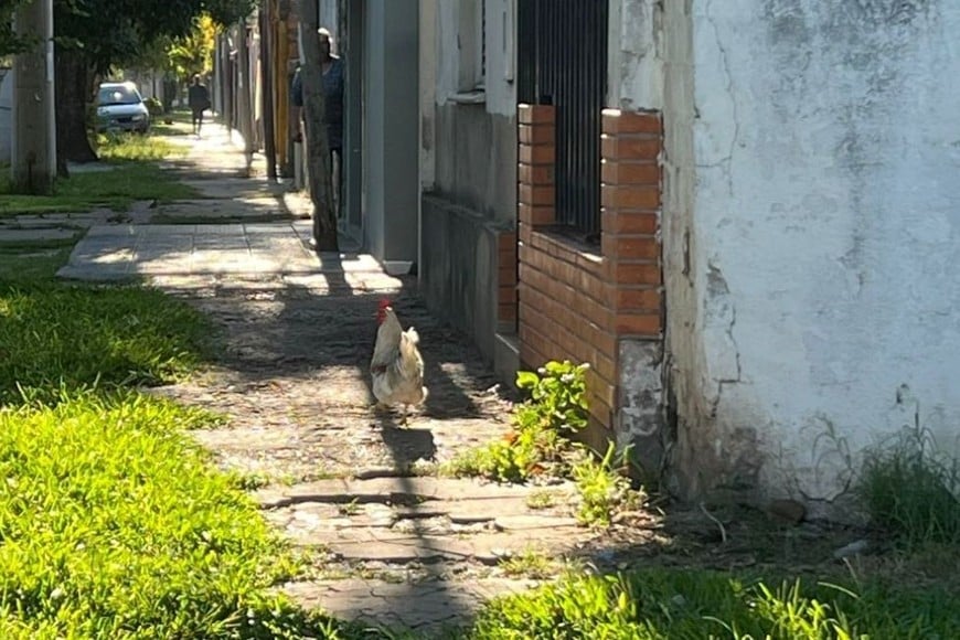 gallo barrio Ciudadela