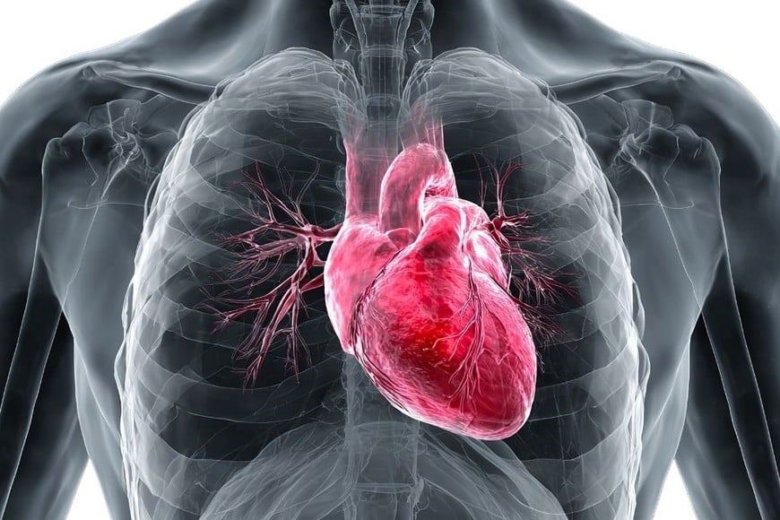 El tiempo de consumo también influye en el metabolismo y en el riesgo de desarrollar patologías cardiovasculares.