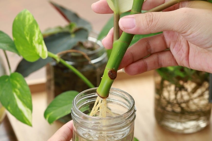 Un sistema de riego casero puede armarse con pocos elementos y funciona durante varios días.