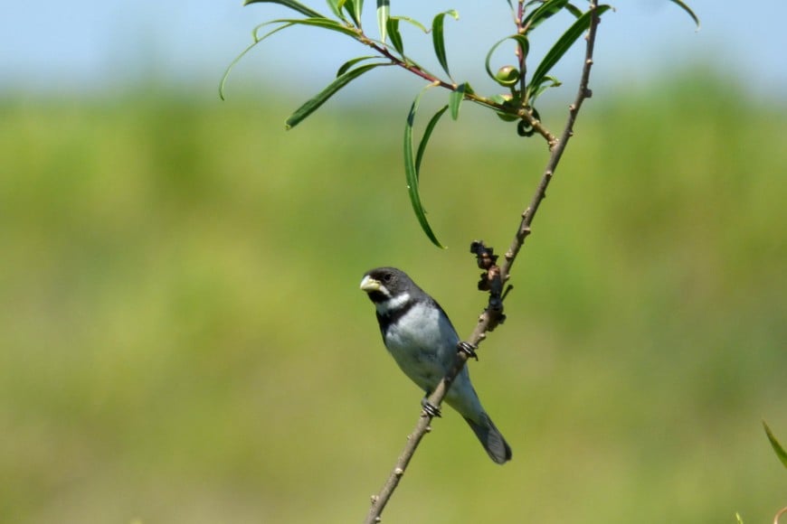 Corbatita (Sporophila caerulescens). Pablo Capovilla.