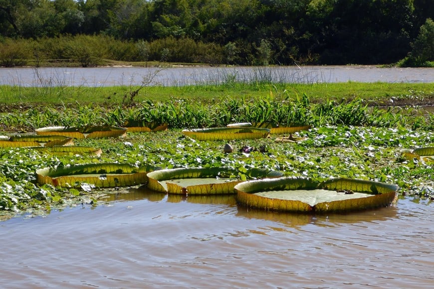 Los irupé reinan en las lagunas del Jaauka. Pablo Capovilla.