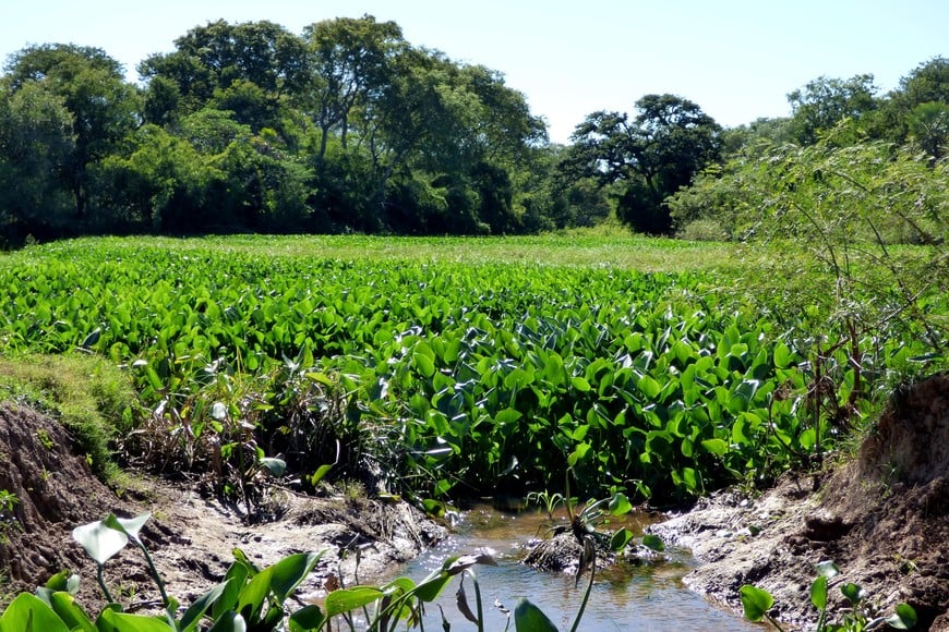 Madrejones y cursos menores del Jaauka. Pablo Capovilla.