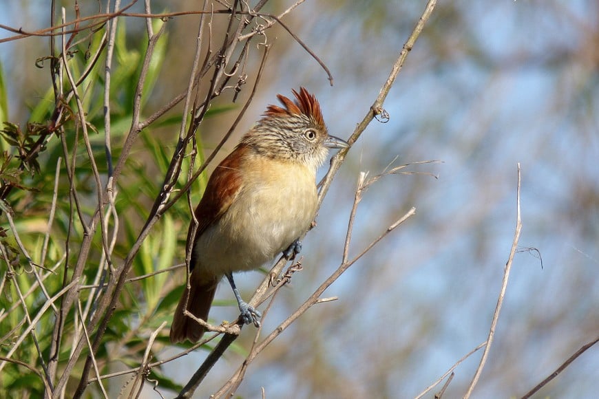 Choca Listada (Thamnophilus doliatus). Pablo Capovilla.