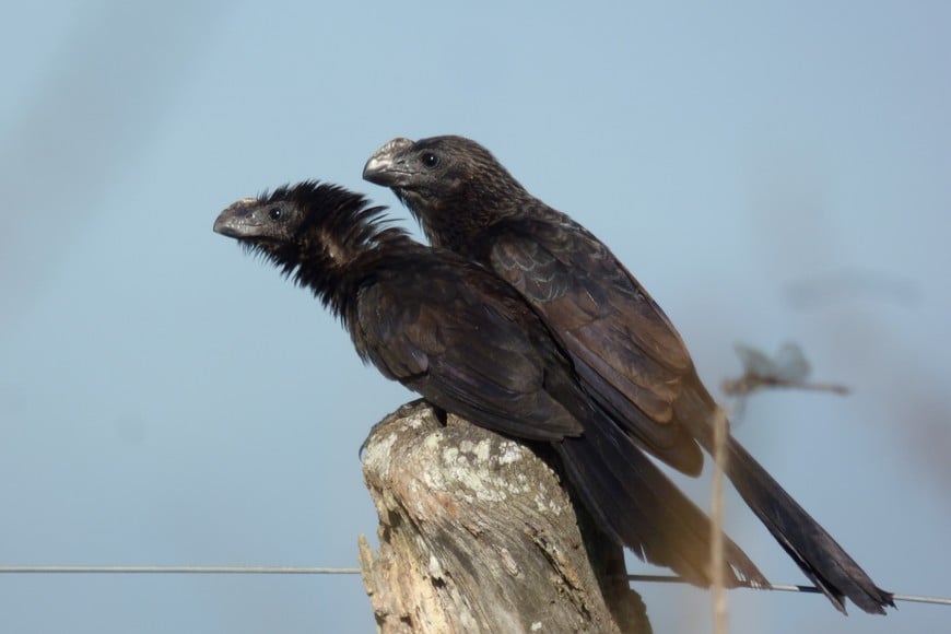 A veces aparecen en yunta. Pablo Capovilla.