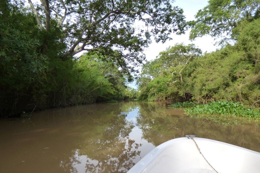 Las selvas en galería de Jaaukanigás. Pablo Capovilla.