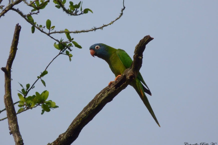 Calancate Cabeza Azul (Thectocercus acuticaudatus). Pablo Capovilla.