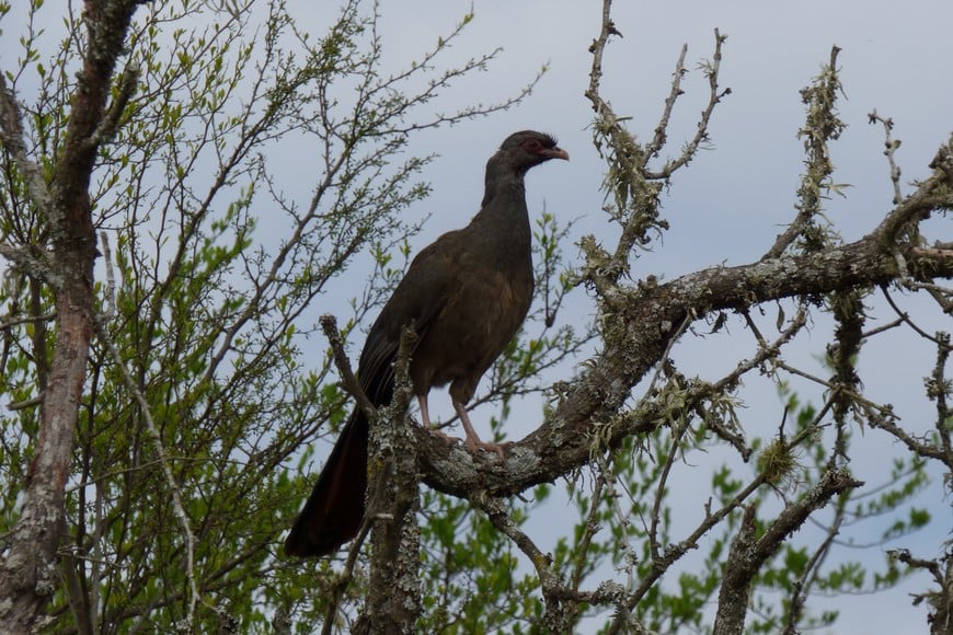 Charata (Ortalis canicollis). Pablo Capovilla.