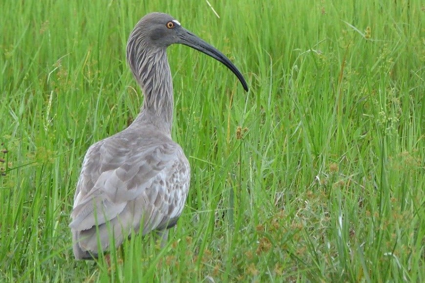 Bandurria Mora (Theristicus caerulescen). Pablo Capovilla.