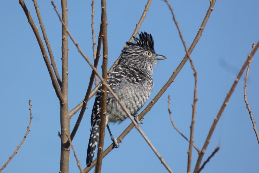Choca Listada (Thamnophilus doliatus). Un ave tímida de matorral, orillas de bosque y vegetación enmarañada. Su canto es distintivo y suele escucharse en pares que están a corta distancia para escucharse, y permanecer escondidas.

Pablo Capovilla.