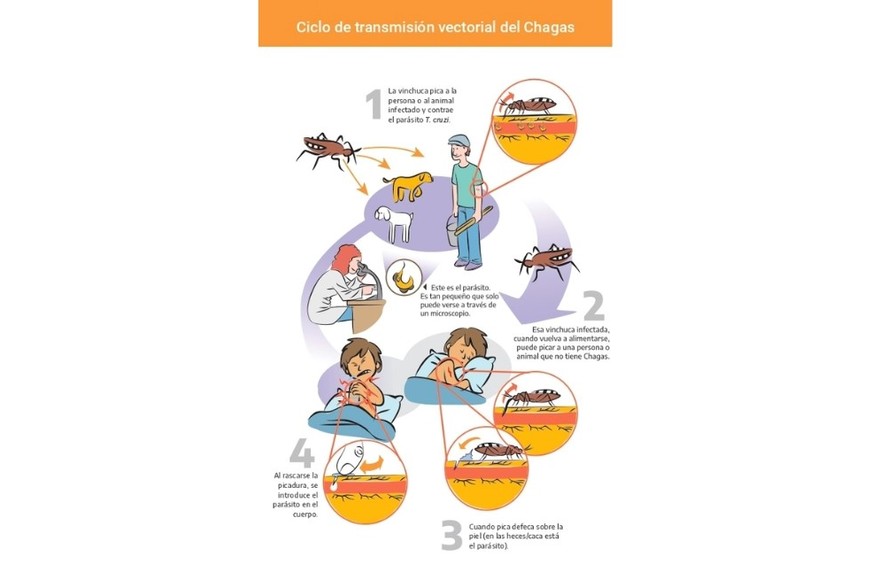 Ciclo de transmición del Chagas