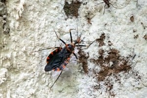 Estos insectos se alimentan de sangre durante la noche