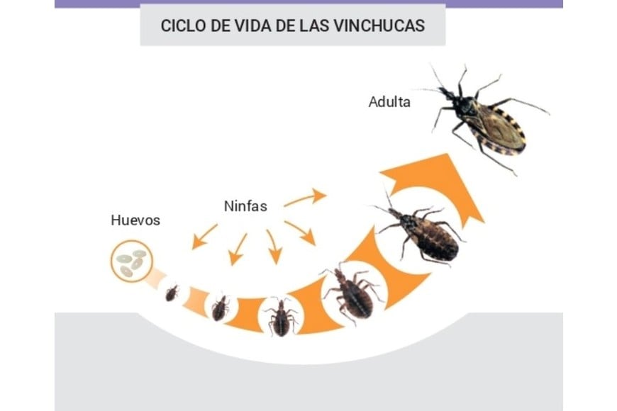 Ciclo de vide de la vinchuca