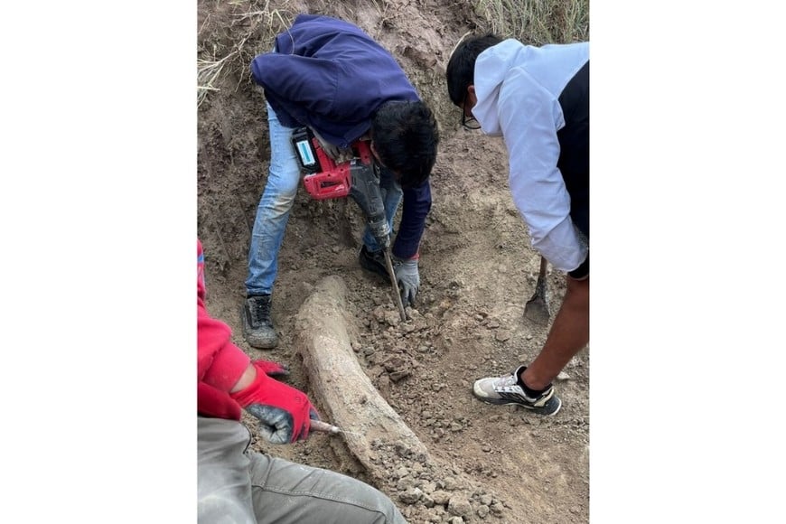El colmillo recuperado se encuentra en el laboratorio del museo miramarense