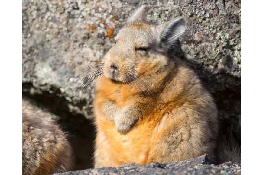El chinchillón anaranjado de la Patagonia, una de las especies que son “poco visibles” para el público, pero enfrentan riesgos altos.