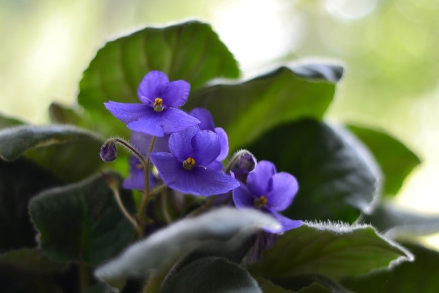 Sus hojas carnosas y aterciopeladas forman una roseta que realza cada flor.