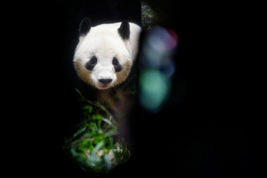 (260125) -- TOKIO, 25 enero, 2026 (Xinhua) -- El panda gigante Xiao Xiao es visto en el Zoológico Ueno, en Tokio, Japón, el 25 de enero de 2026. Los pandas gigantes Xiao Xiao y Lei Lei, que actualmente residen en un zoológico en Tokio, partirán hacia China el 27 de enero, marcando la primera vez en cerca de medio siglo que Japón se quedará sin pandas, reportaron medios locales. (Xinhua/Jia Haocheng) (rtg) (ah)