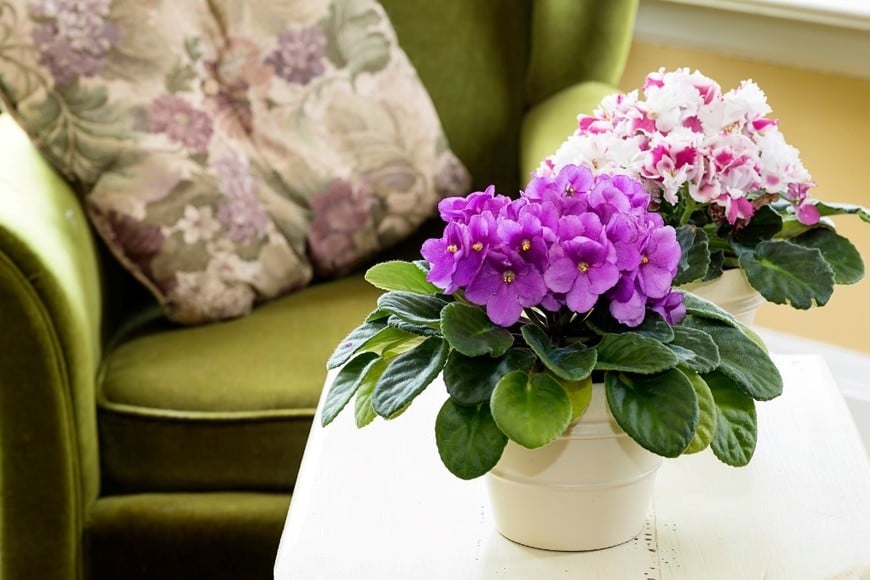 Es ideal para decorar estantes, mesas o escritorios con luz natural indirecta.