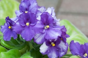 Con riego moderado y buena iluminación, puede mantener flores durante todo el año.