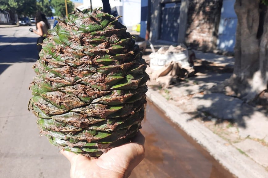 Los piñones recolectados esta mañana en las calles de barrio Roma. El Litoral