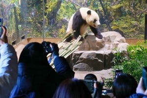 El regreso de Xiao Xiao y Lei Lei a China marca el fin de una era en Japón, que se queda sin pandas tras 50 años, generando impacto emocional y turístico.