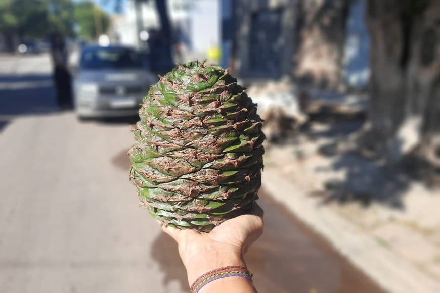 Los piñones recolectados esta mañana en las calles de barrio Roma. El Litoral
