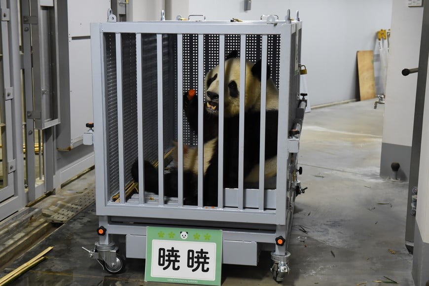 (260127) -- TOKIO, 27 enero, 2026 (Xinhua) -- El panda gigante Xiao Xiao come previo a su partida en el Jardín Zoológico de Ueno, en Tokio, Japón, el 27 de enero de 2026. Los dos últimos pandas gigantes que permanecían en Japón salieron el martes del Zoológico de Ueno, en Tokio, para regresar a China, lo que supone la primera vez en casi medio siglo que Japón se queda sin pandas. Los pandas gemelos, Xiao Xiao y Lei Lei, fueron transportados en camión desde el Jardín Zoológico de Ueno hasta el Aeropuerto de Narita, para embarcar en un vuelo de regreso a China. (Xinhua/Sociedad del Parque Zoológico de Tokio) (oa) (ah) (vf)