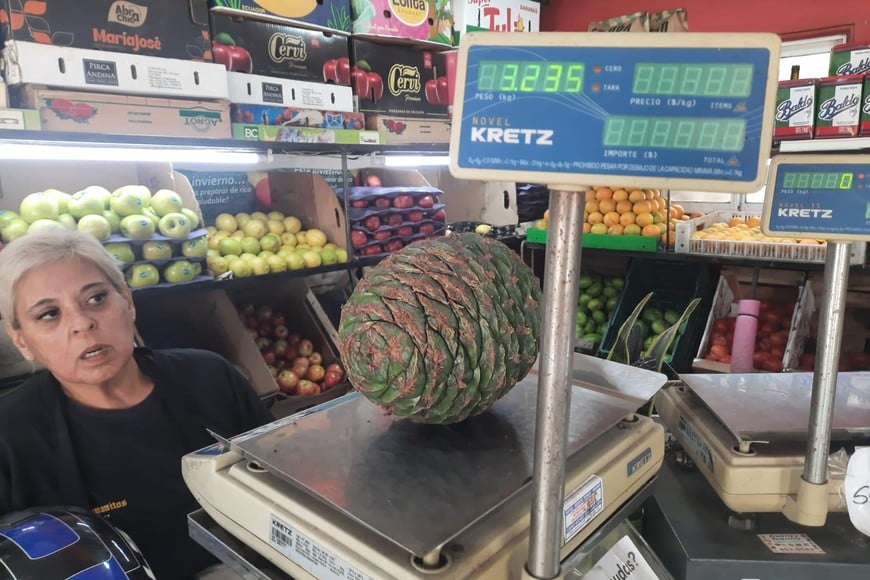 3.235 kg pesó uno de los frutos que cayeron de las araucarias, de acuerdo a lo que indica la balanza de una verdulería de barrio Roma. El Litoral