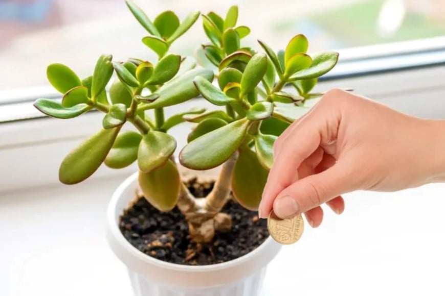 El método ayuda a evitar el exceso de humedad en las raíces.