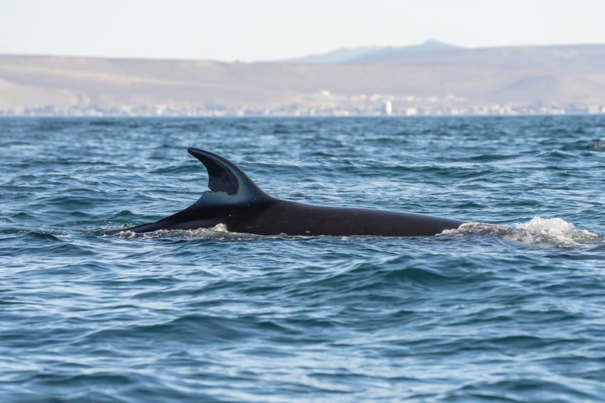Ballena sei en el Golfo San Jorge: un avistaje que volvió a ser posible. Foto: SEI Fotografías