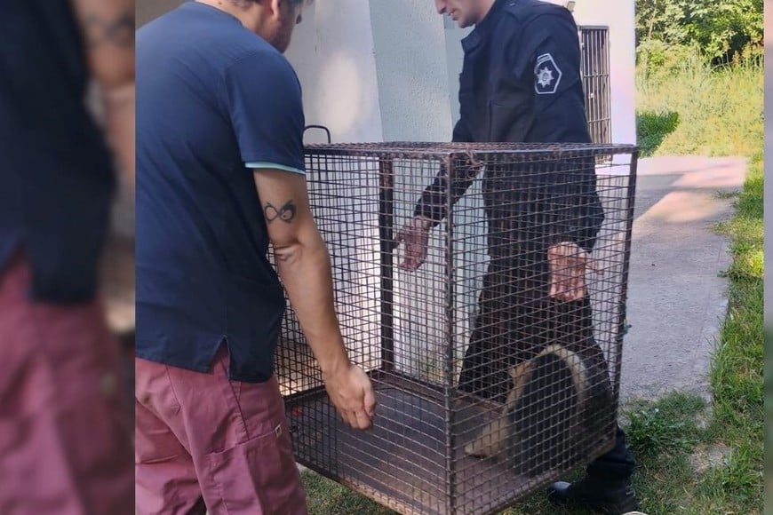 rescate oso melero en laguna paiva