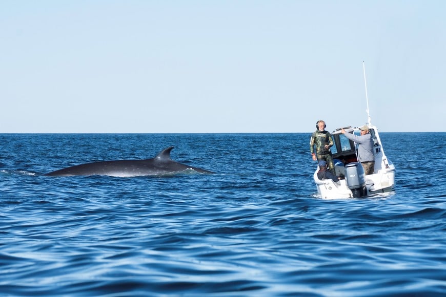 Ballena sei en el Golfo San Jorge: un avistaje que volvió a ser posible. Foto: SEI Fotografías