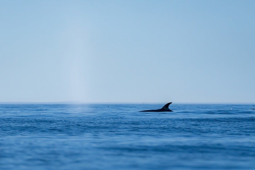 Ballena sei en el Golfo San Jorge: un avistaje que volvió a ser posible. Foto: SEI Fotografías